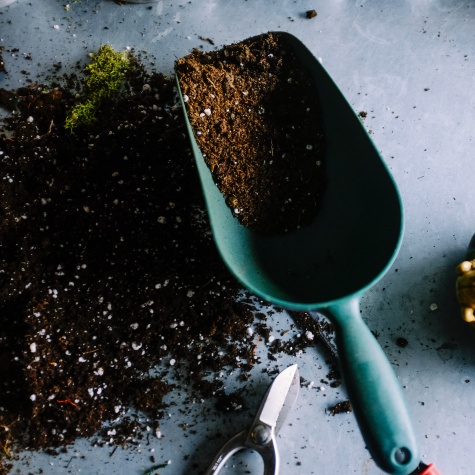 Plant seeds