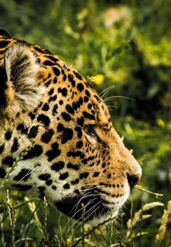 jaguar-1807171_1920
