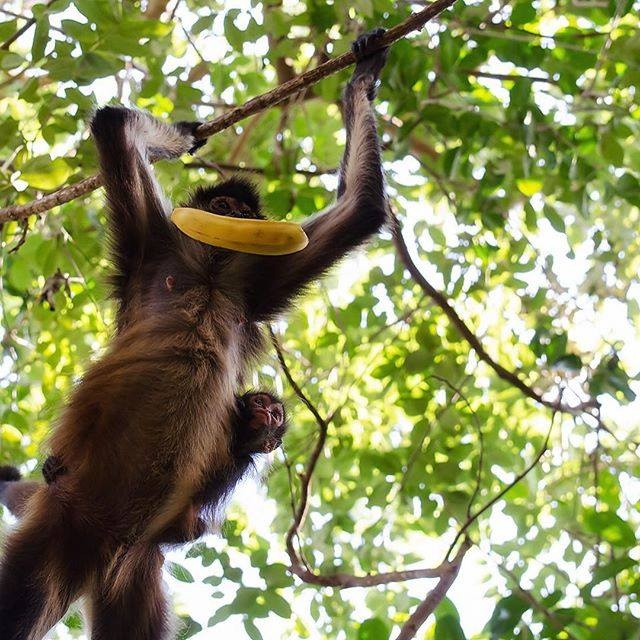 monkey banana