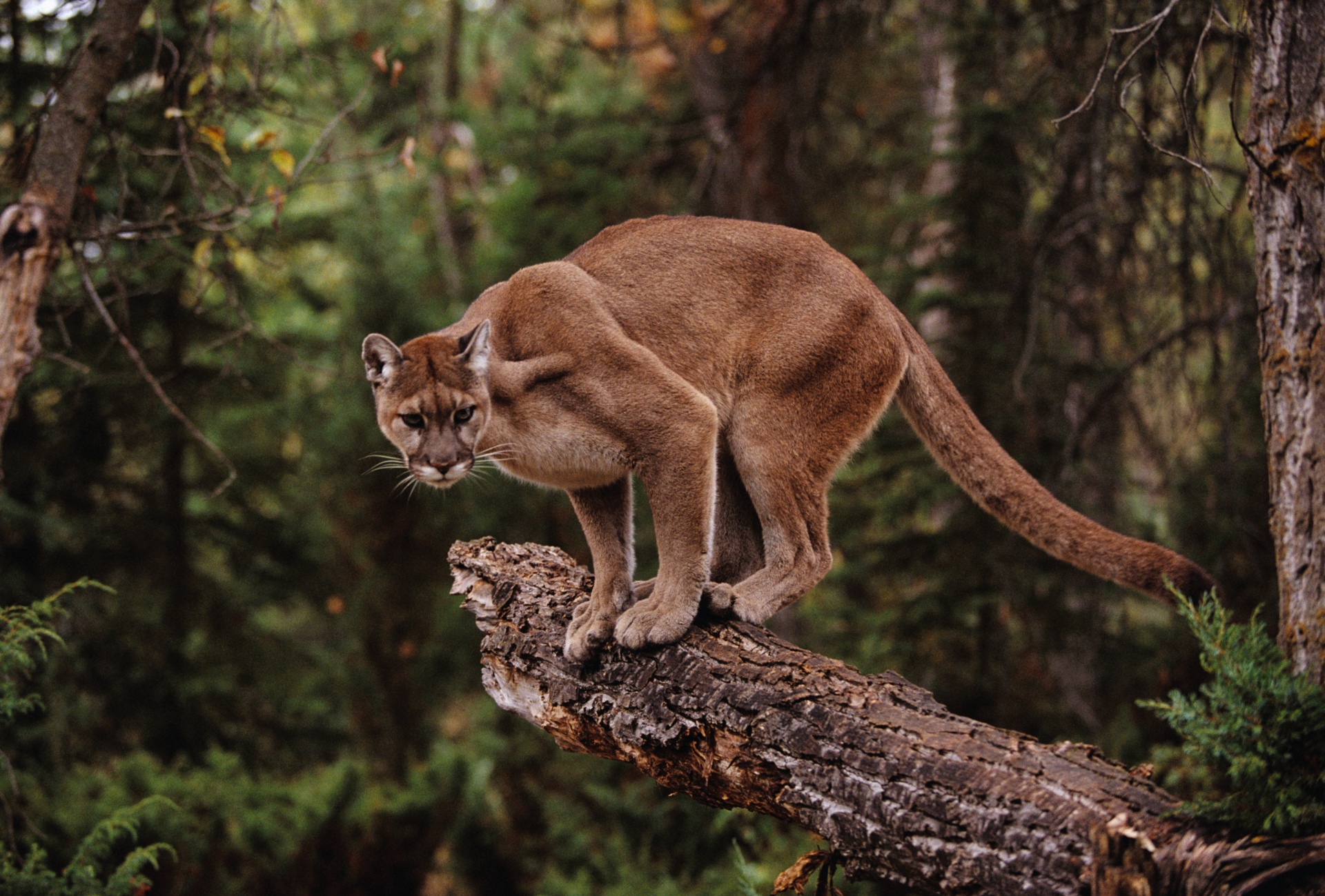 Beautiful Wild Cats in Mexico Sandos